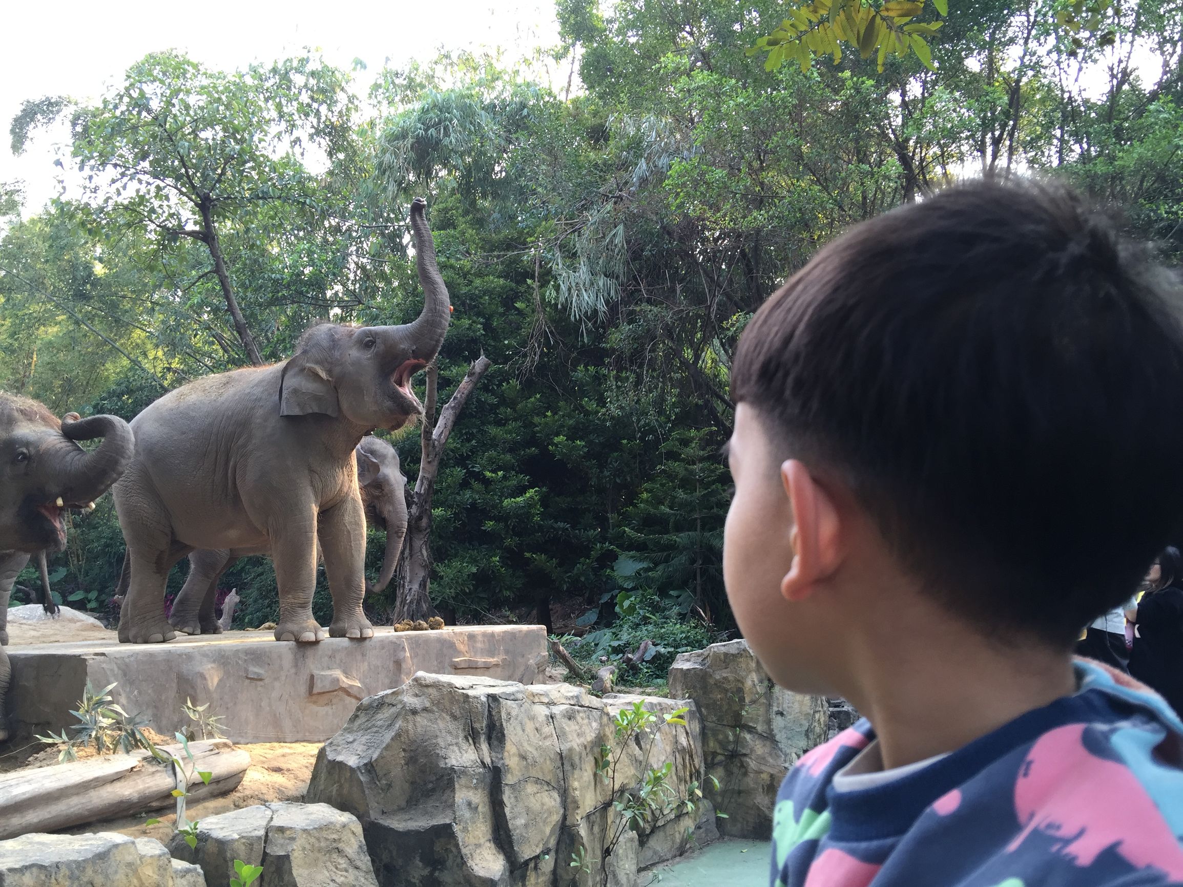 广州长隆野生动物园游玩新攻略,最近广州长隆野生动物园攻略