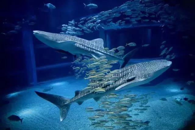 为啥日本自由行首选大阪而非东京,日本自由行忌讳