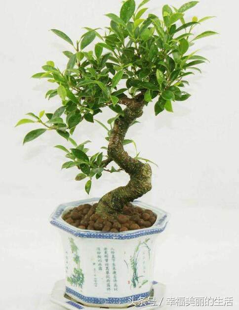 榕树盆景的养殖方法和注意事项,榕树高压繁殖在几月份进行