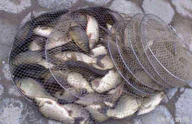 冬天钓鲫鱼哪款酒米打窝最好用,冬季钓鲫鱼怎么打窝最好