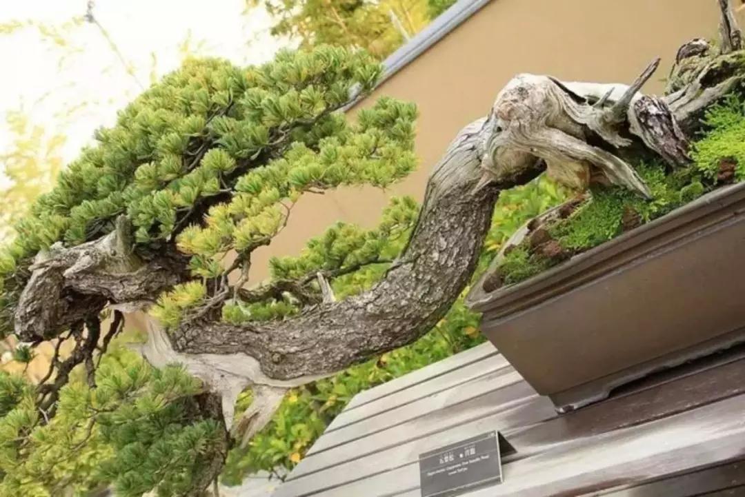 盆景那么贵真会有人买吗,盆景定价离谱