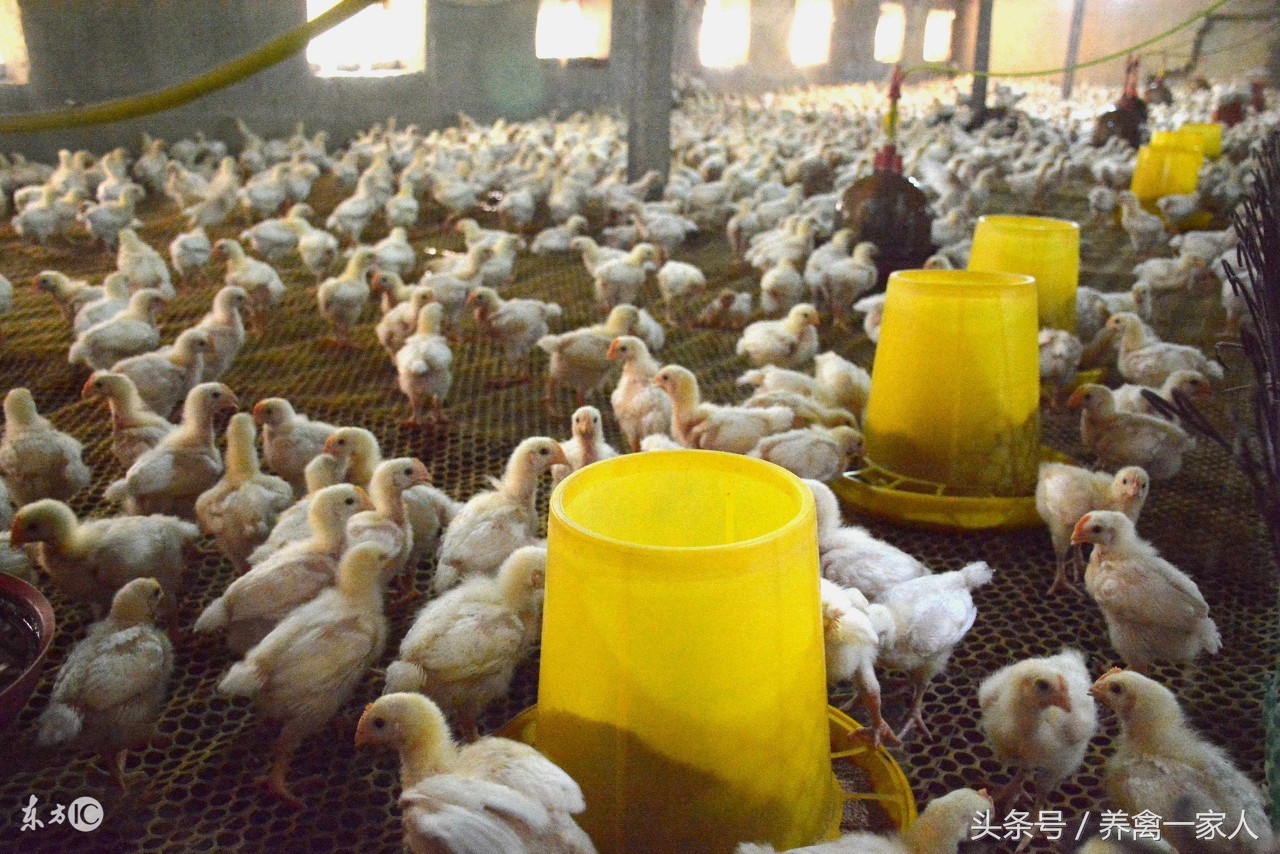 养鸡最佳防疫程序,养殖肉鸡用什么药能使鸡少生病