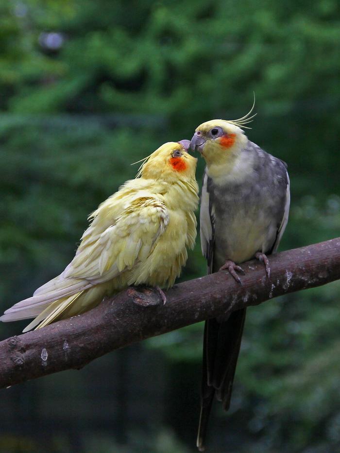 小型粘人的鸟类宠物有哪些,白领适合养什么宠物鸟类