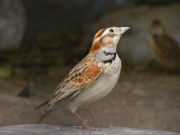 小型粘人的鸟类宠物有哪些,白领适合养什么宠物鸟类