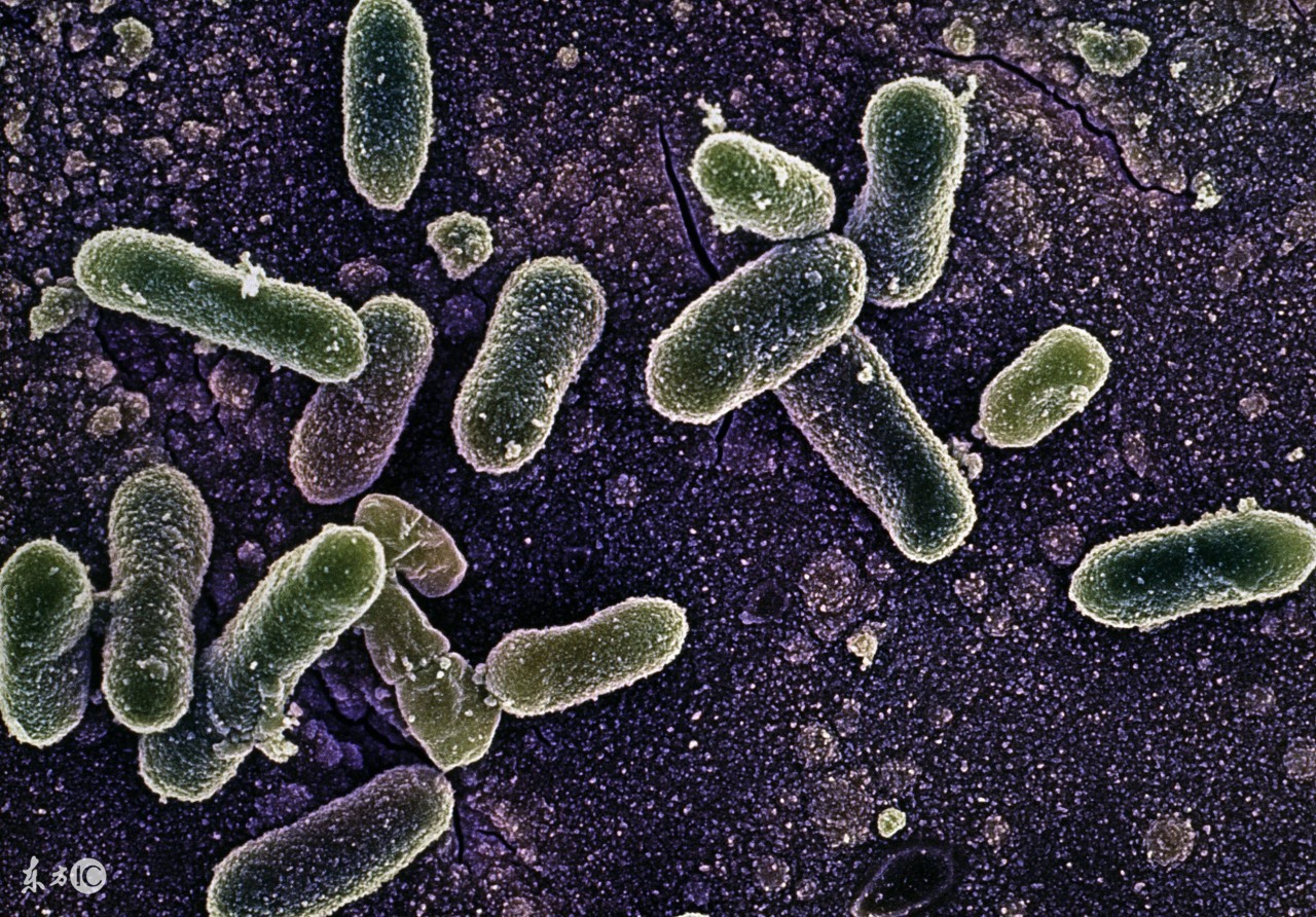 牛胃肠炎的症状及治疗,牛胃肠炎什么原因引起的