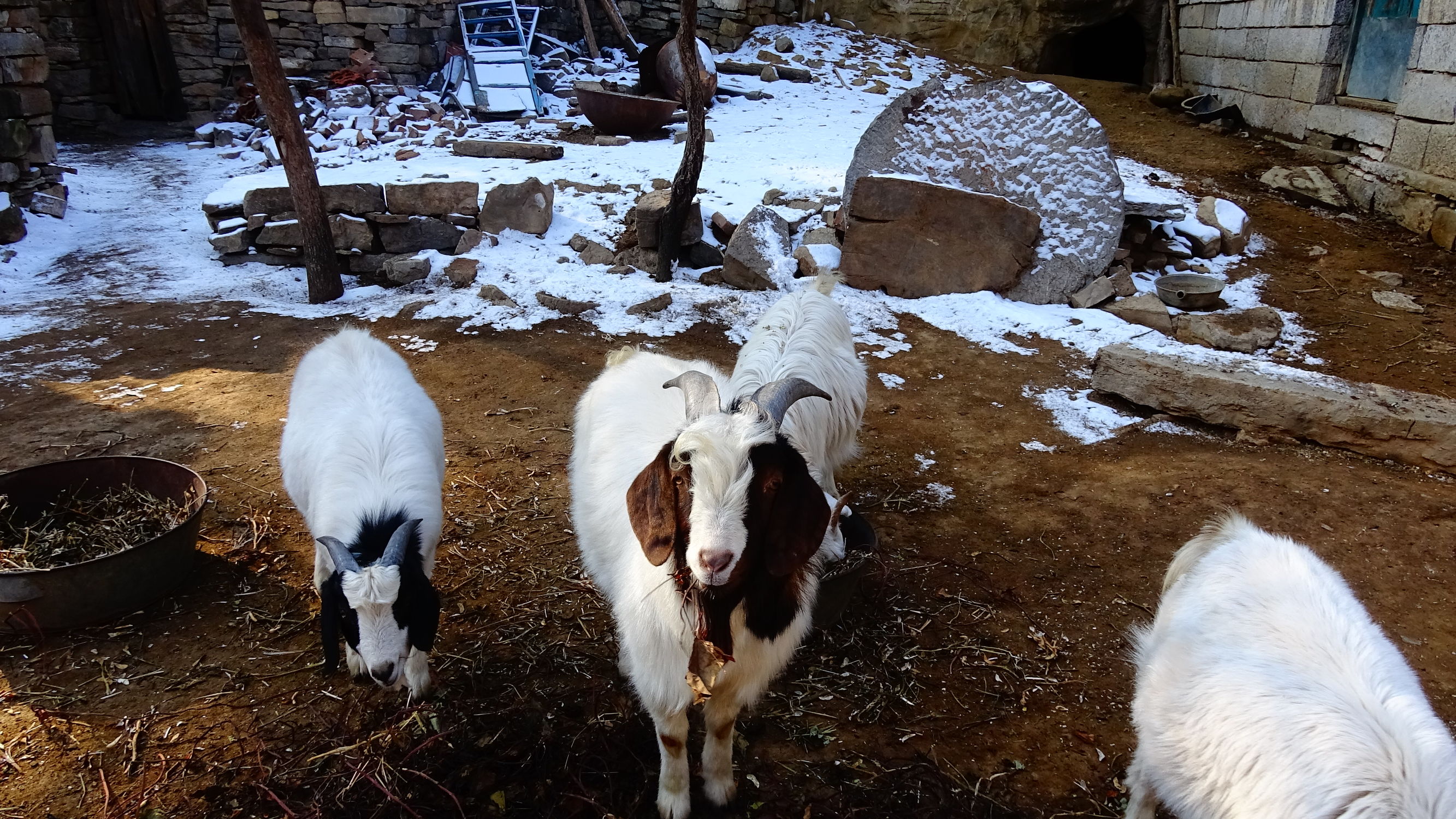 我的家在桃花峪:遇见青州窦家崖村的王老伯