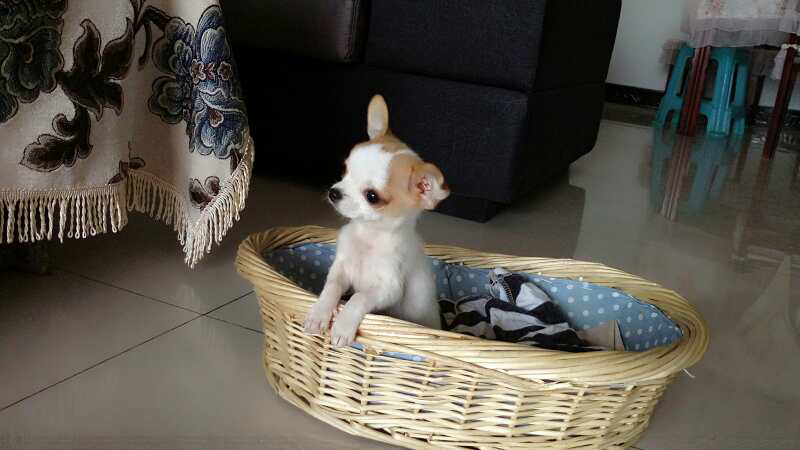 吉娃娃好养吗有哪些缺点,吉娃娃咬人不想养了