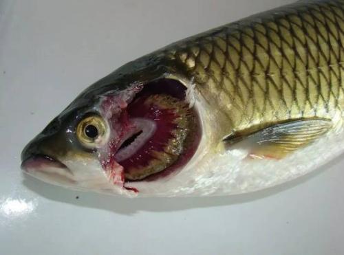 二硫氰基甲烷治小草鱼烂鳃病吗,草鱼烂鳃病如何治疗