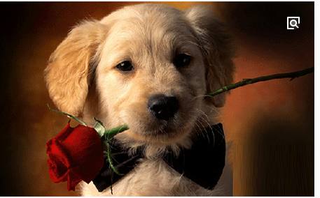 属狗容易和哪个属相一见钟情,属狗人和哪个属相最契合