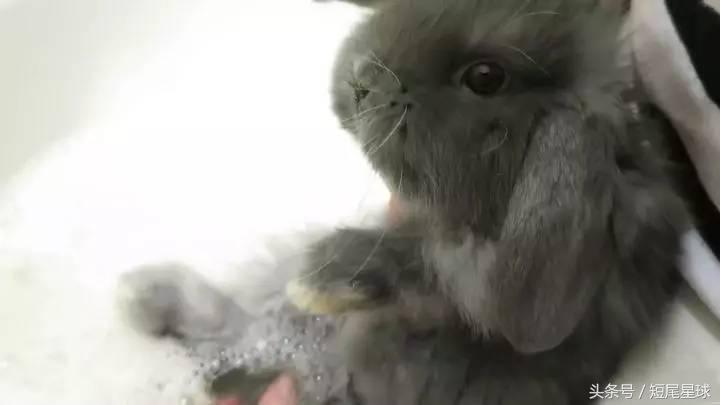 怎么给兔子洗澡啊,怎么给兔子洗澡才干净