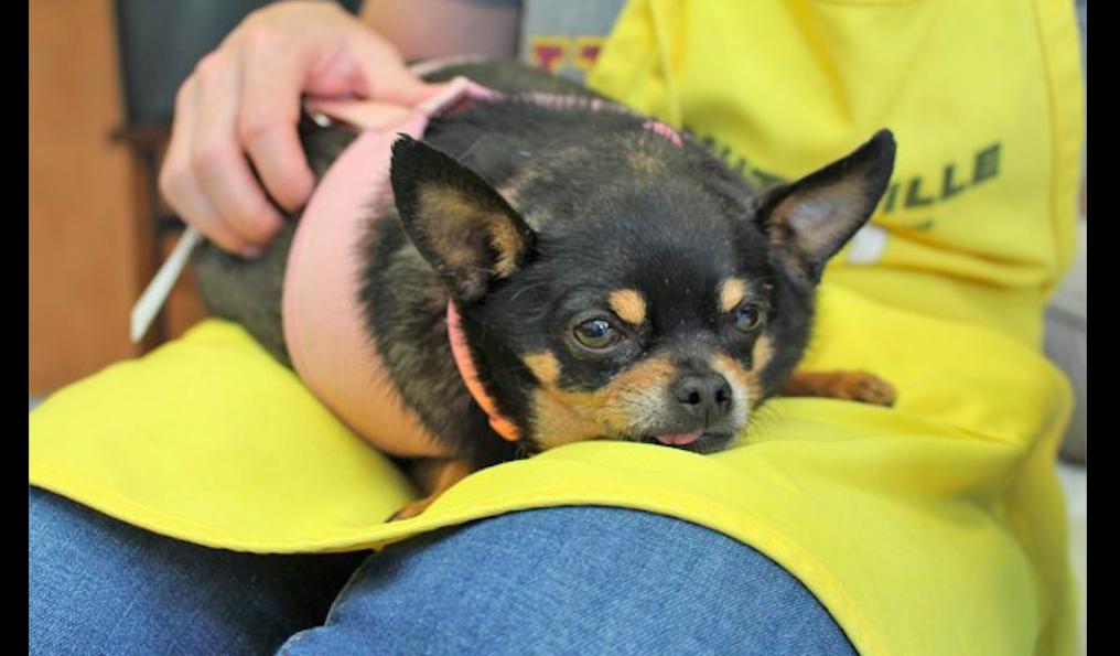 为什么吉娃娃那么容易胖,吉娃娃太胖