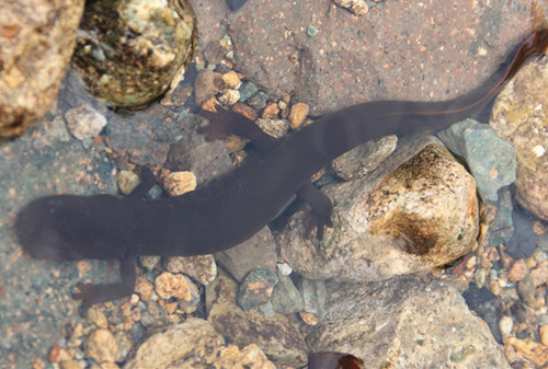 娃娃鱼苗人工养殖多少钱一斤,10厘米娃娃鱼苗价格