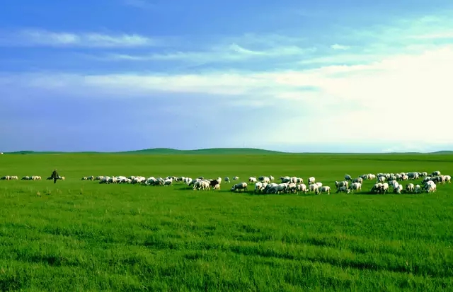 法师叶片里有虫子是怎么回事,法师盆里有小黑虫怎么处理