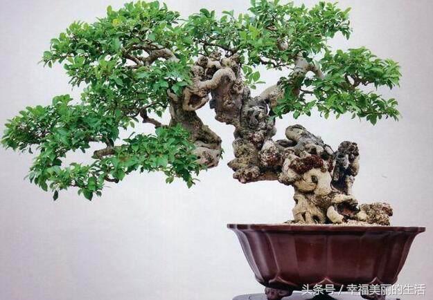 榕树盆景的养殖方法和注意事项,榕树高压繁殖在几月份进行