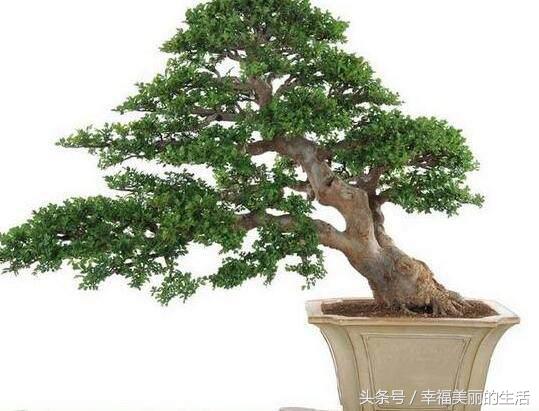 榕树盆景的养殖方法和注意事项,榕树高压繁殖在几月份进行