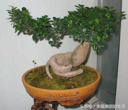 榕树盆景的养殖方法和注意事项,榕树高压繁殖在几月份进行