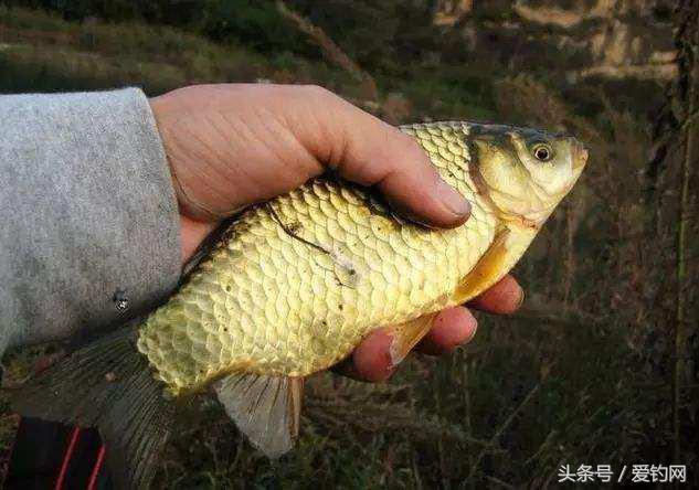 冬天钓鲫鱼哪款酒米打窝最好用,冬季钓鲫鱼怎么打窝最好