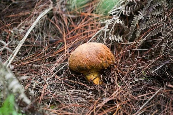 云南的土壤好吗,云南可以吃的土是什么来的