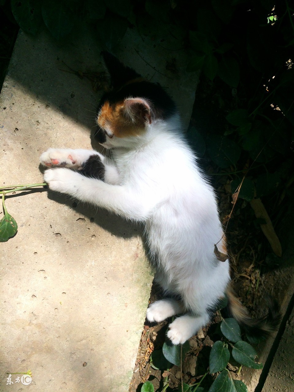 三花猫和玳瑁猫在猫界哪个更美,三花猫是什么动物