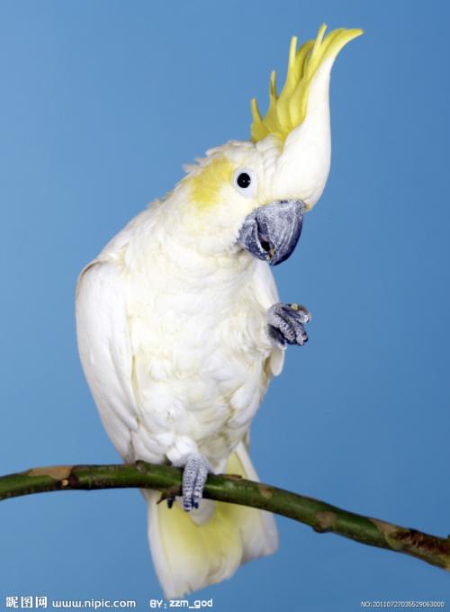 小型粘人的鸟类宠物有哪些,白领适合养什么宠物鸟类