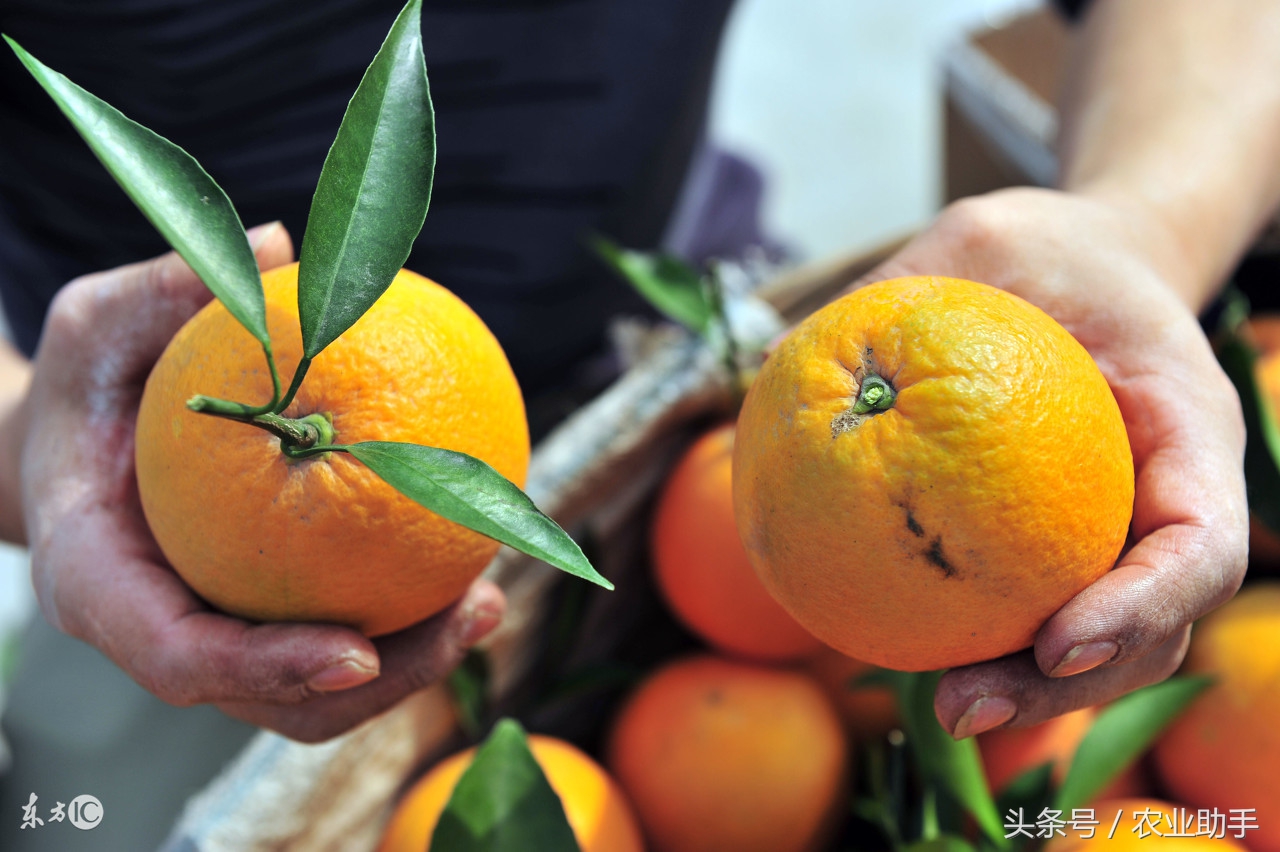 请珍惜每颗橙子,请珍惜每一杯鲜榨果汁