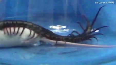 金头蜈蚣30秒毒死小白鼠,蜈蚣毒死小鸡视频