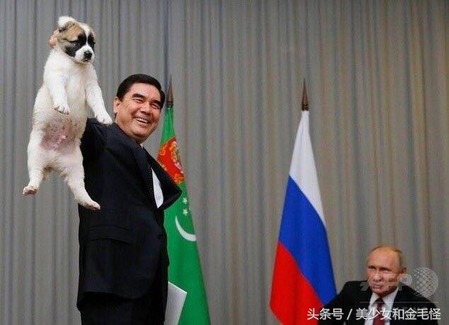 普京中亚牧羊犬近况,普京的中亚牧羊犬多大了
