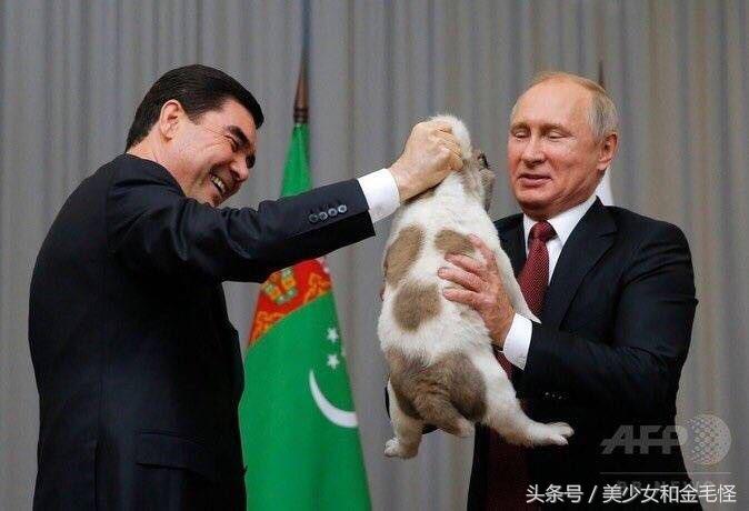 普京中亚牧羊犬近况,普京的中亚牧羊犬多大了