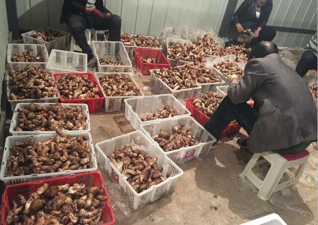 淘宝松茸,电商松茸