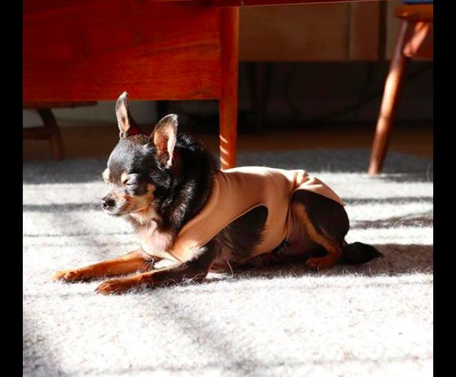 为什么吉娃娃那么容易胖,吉娃娃太胖