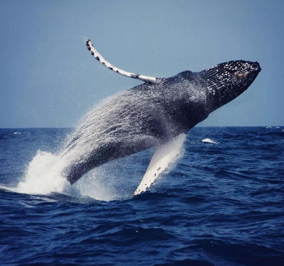 侏罗纪世界公园取景地,侏罗纪公园拍摄地点在哪里