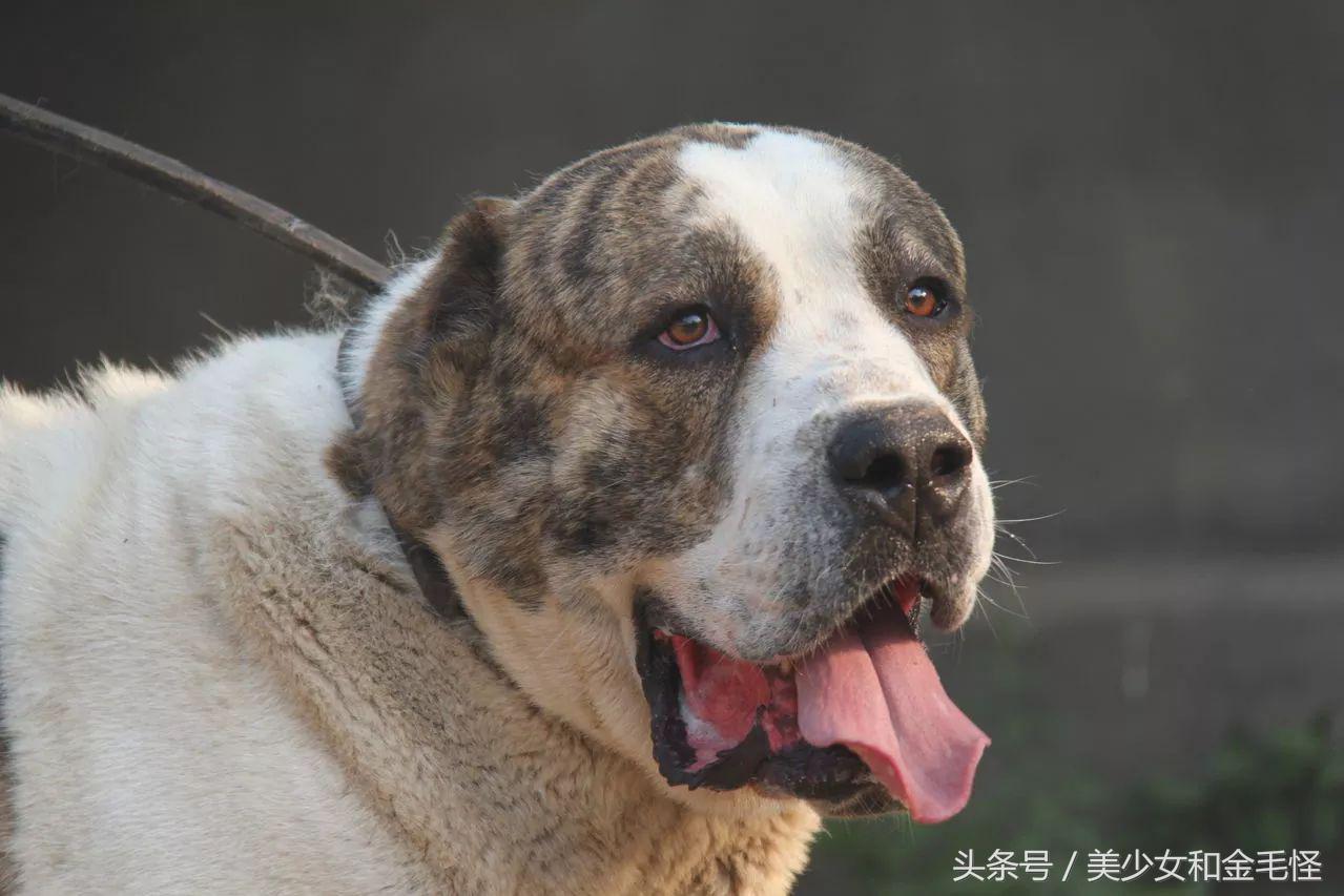 普京中亚牧羊犬近况,普京的中亚牧羊犬多大了