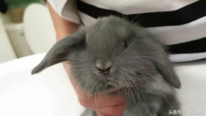 怎么给兔子洗澡啊,怎么给兔子洗澡才干净