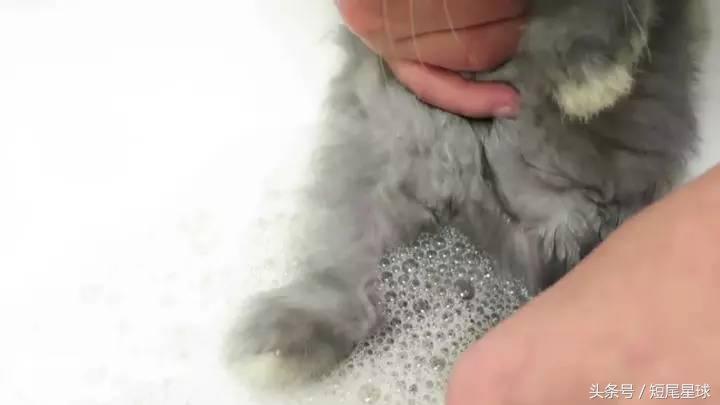 怎么给兔子洗澡啊,怎么给兔子洗澡才干净