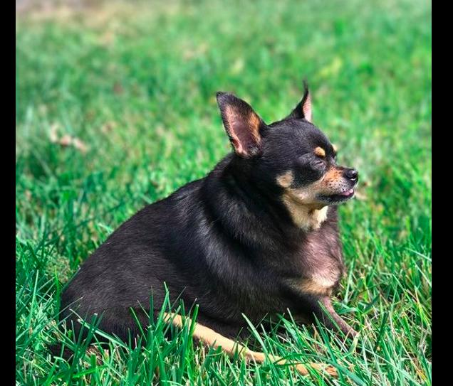 为什么吉娃娃那么容易胖,吉娃娃太胖