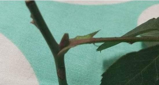 月季扦插时遇到假活怎么处理,月季扦插假活