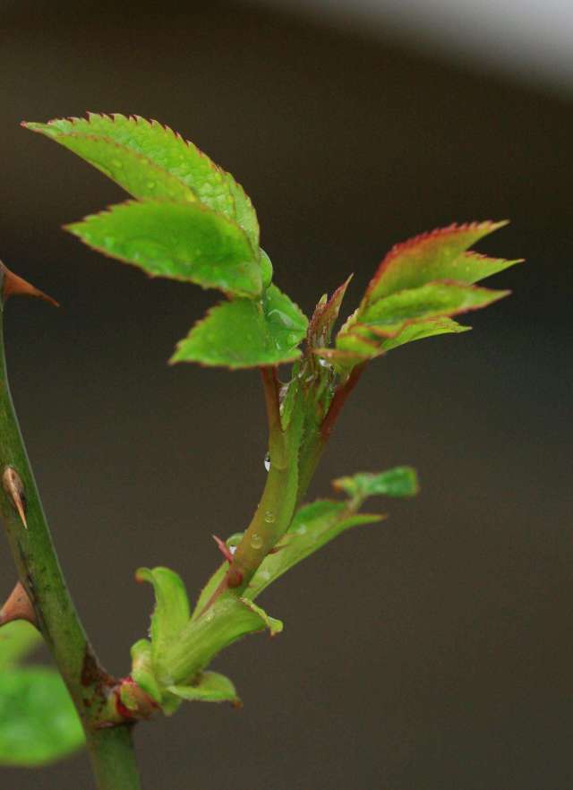 月季扦插时遇到假活怎么处理,月季扦插假活