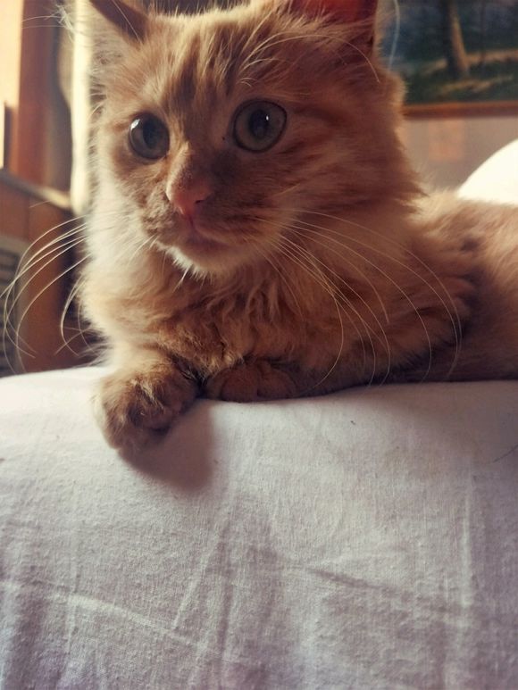 救助流浪猫导致感染猫瘟,救助猫瘟的猫咪