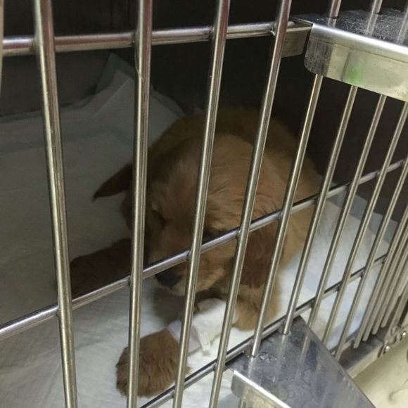 金毛得了细小治愈后还能继续养吗,两个月金毛得了细小冠状该放弃吗