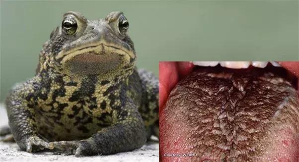 澳洲大量狗舔蟾蜍上瘾,狗狗舔到蟾蜍有没有事