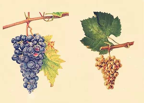 那些兼具美、雅的葡萄酒名字，如何在晚清时期诞生的