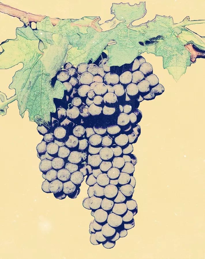 那些兼具美、雅的葡萄酒名字，如何在晚清时期诞生的