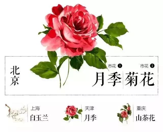 盘点史上最全中国各城市市花,中国各大城市的市花分别是什么