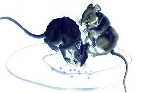 属鼠2022年婚姻运势,96年属鼠2021运势