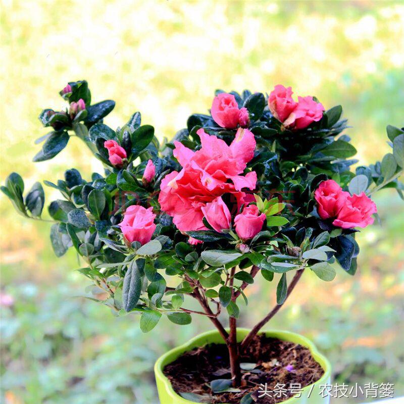 生根壮苗剂扦插,栽花自制生根剂