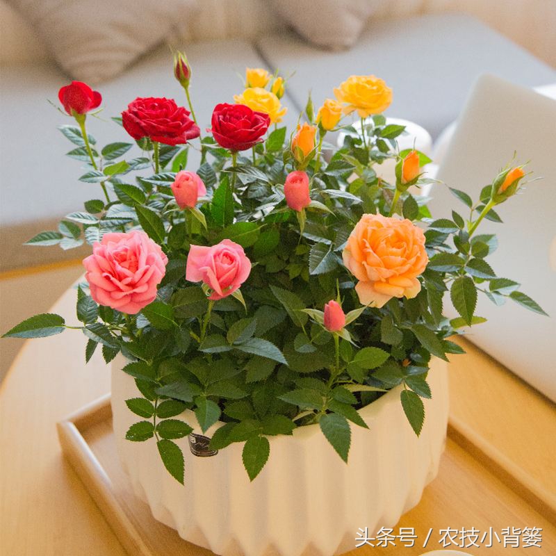 生根壮苗剂扦插,栽花自制生根剂