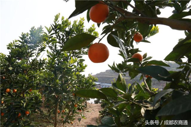 苦守荒山数十载,宝剑锋从磨砺出!