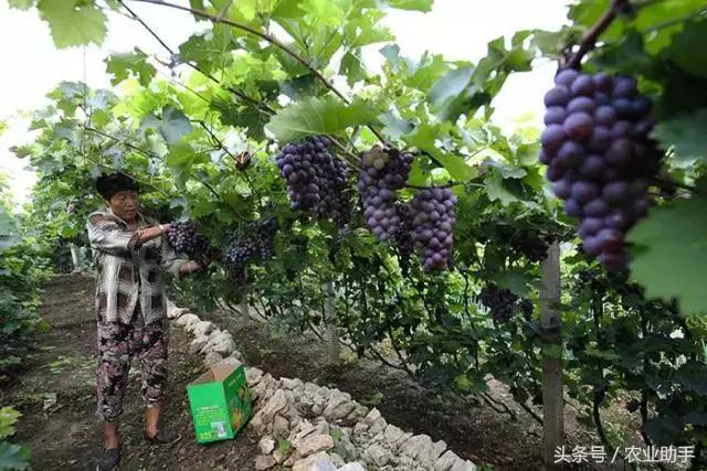 葡萄园机械化除草设备厂家,现代化机械化葡萄园