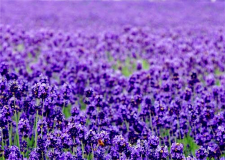 薰衣草的开花时间是几月几号,薰衣草是几月份开花结果的
