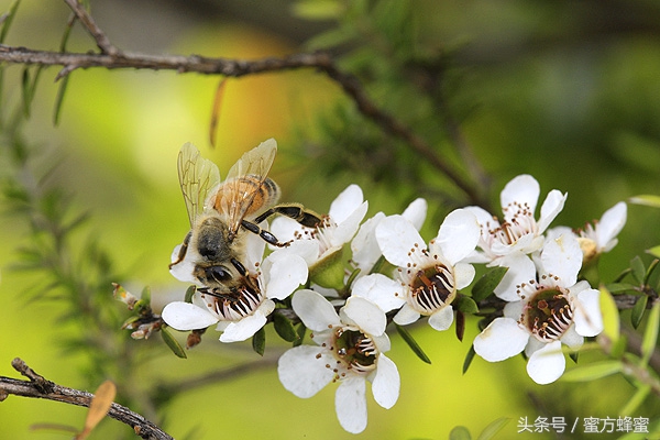麦卢卡蜂蜜和普通蜂蜜有什么区别,国产蜂蜜和麦卢卡蜂蜜区别